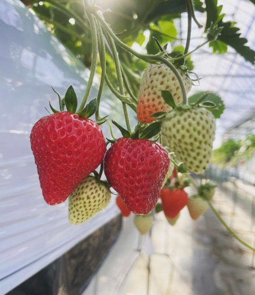 いちご狩りのご予約について